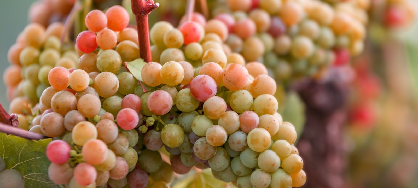 Gewürztraminer lagar